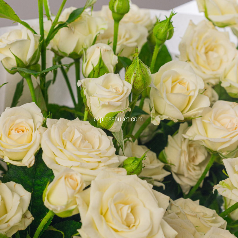 Белая гармония